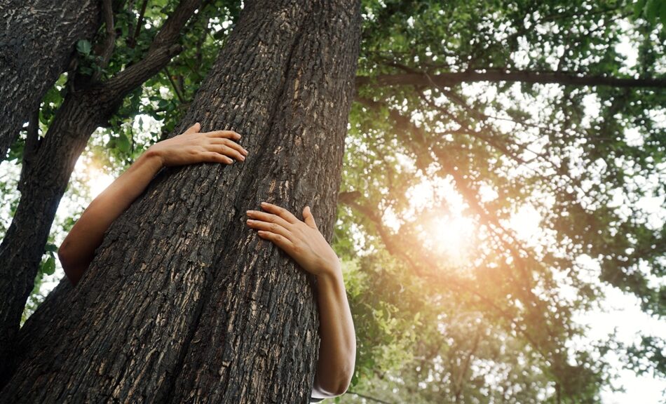 drzewo w objęciach człowieka
