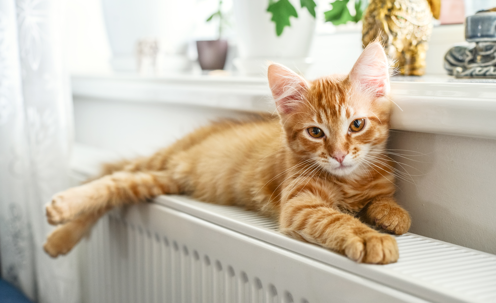 Rudy kotek leży na kaloryferze umieszczonym pod oknem.