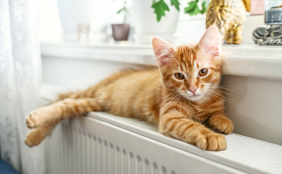 Rudy kotek leży na kaloryferze umieszczonym pod oknem.